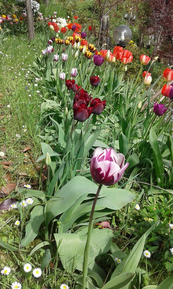 giardino_in_festa2.jpg