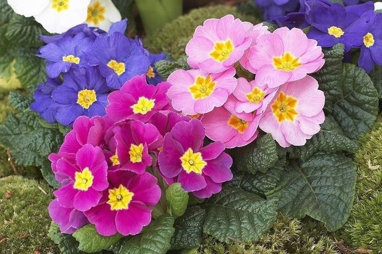 primula.jpg