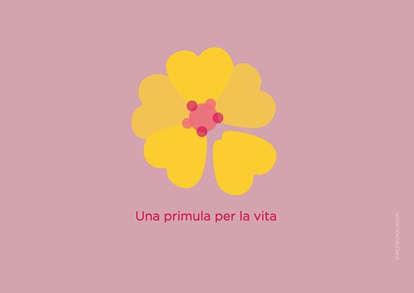 primula3.jpg
